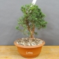 Preview: Juniperus chinensis 'Blaauw'